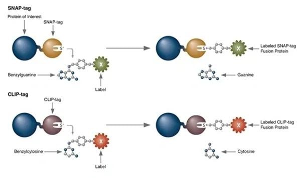 SNAP-tag and CLIP-tag protein labeling mechanism diagram showing fusion protein binding with benzylguanine and benzylcytosine chemical labels