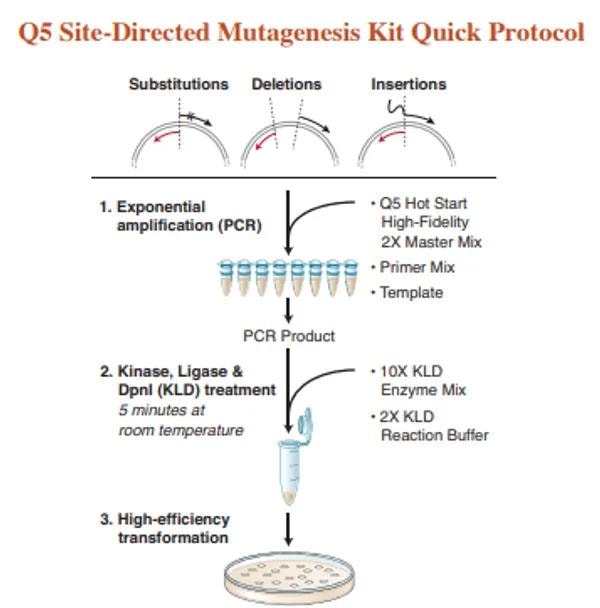 Q5 Site-Directed Mutagenesis Kit Quick Protocol diagram showing three steps: PCR amplification, KLD treatment, and high-efficiency transformation