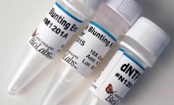 New England BioLabs Quick Blunting Kit and dNTP reagent tubes — blunting enzyme, buffer, and dNTPs for DNA end repair