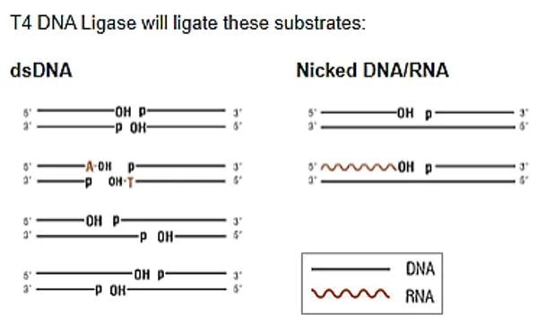 T4 DNA Ligase substrate diagram showing dsDNA and Nicked DNA/RNA ligation substrates with 5' OH and 3' P strand representations