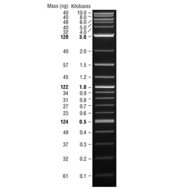 DNA ladder gel electrophoresis image showing molecular weight markers ranging from 0.1 to 10.0 kilobases with mass values in nanograms