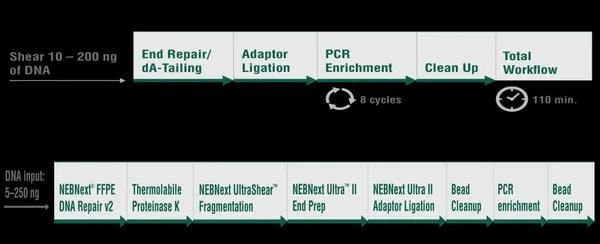 NEBNext NGS library preparation workflow diagram showing End Repair, Adaptor Ligation, PCR Enrichment, Clean Up steps for Illumina and FFPE DNA inputs
