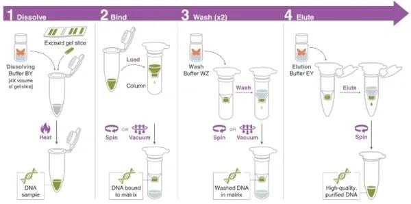 4-step nucleic acid purification workflow diagram — Dissolve, Bind, Wash, Elute — showing column-based DNA extraction from gel slice to high-quality purified DNA