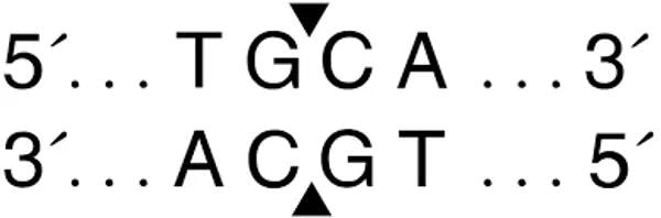 DNA restriction enzyme recognition site diagram showing TGCA sequence with cut positions marked by triangles on both strands