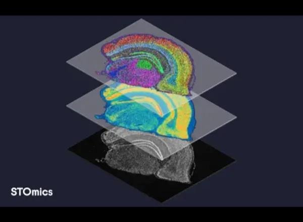 STOmics spatial biology layered imaging showing multicolor heat maps of tissue sections at tissue, cellular, subcellular and molecular resolution