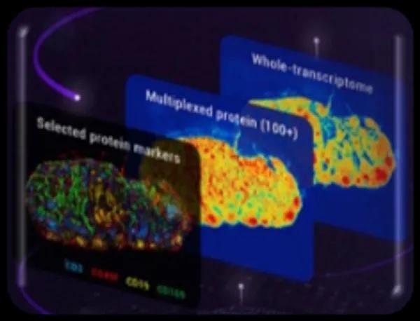 Stereo-cite proteo-transcriptomics multiplexed protein and whole-transcriptome spatial analysis