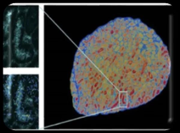 STOmics Stereo-seq transcriptome tissue visualization