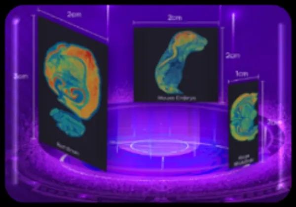 Stereo-seq large chip designs showing centimeter-level FOV tissue scans
