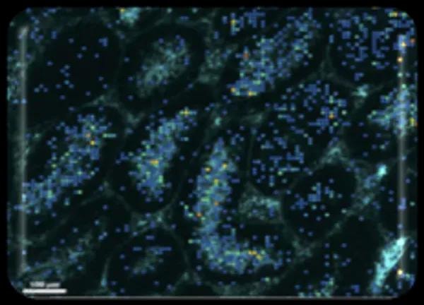 Stereo-seq MIF spatial multi-omics fluorescent tissue imaging