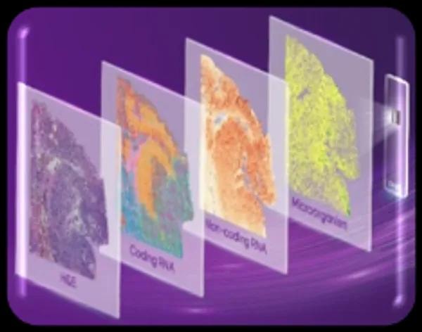 Stereo-seq Omni FFPE spatial transcriptomics multi-layer tissue RNA analysis