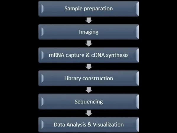 Stereo-seq Analysis Workflow diagram showing six sequential steps: Sample preparation, Imaging, mRNA capture and cDNA synthesis, Library construction, Sequencing, and Data Analysis and Visualization